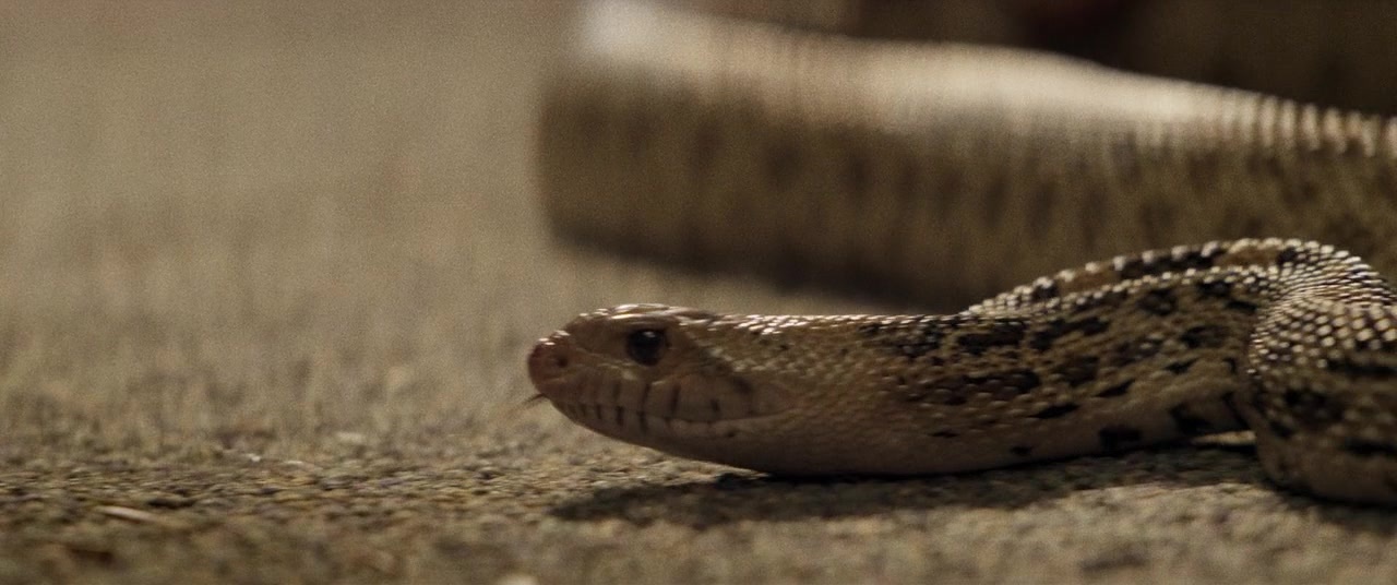 The Kings of Summer (2013), unknown, 2.39:1 — film still