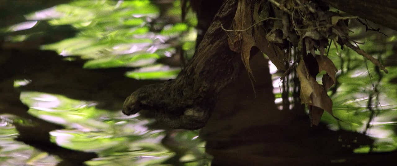 The Kings of Summer (2013), wide, 2.39:1 — film still
