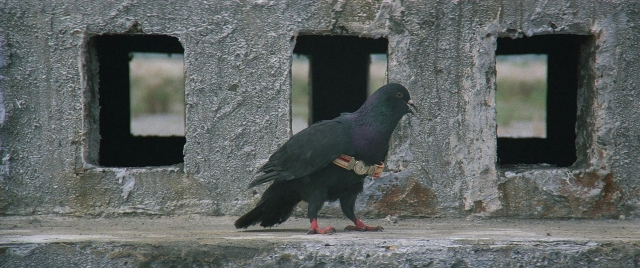Wide shot frame from Zhong hua zhan shi — standing, bird, window