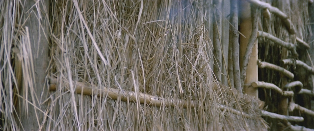 Frame from Zhong hua zhan shi — houseplant