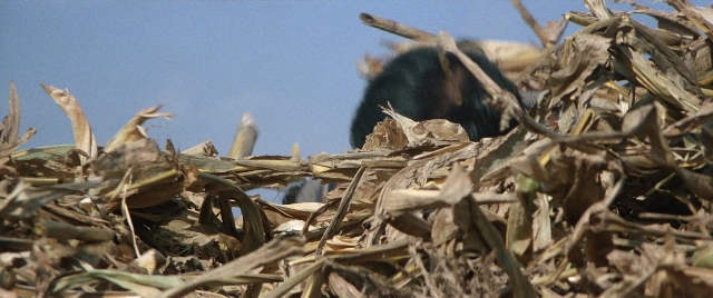 Frame from Zhong hua zhan shi — animal, bird