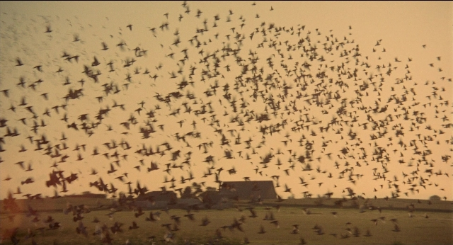 Wide shot frame from Medium Cool — bird