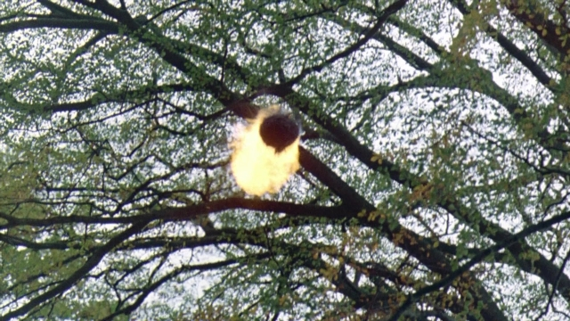 Wide shot frame from Robin Hood: Prince of Thieves — bird