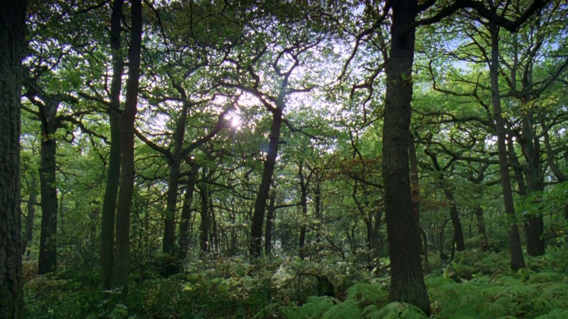 Robin Hood: Prince of Thieves (1991), wide, 1.78:1 — film still
