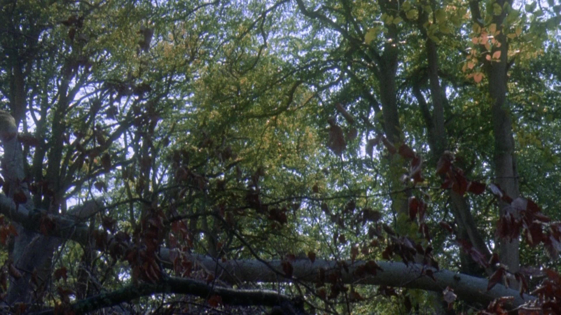 Robin Hood: Prince of Thieves (1991), wide, 1.78:1 — film still