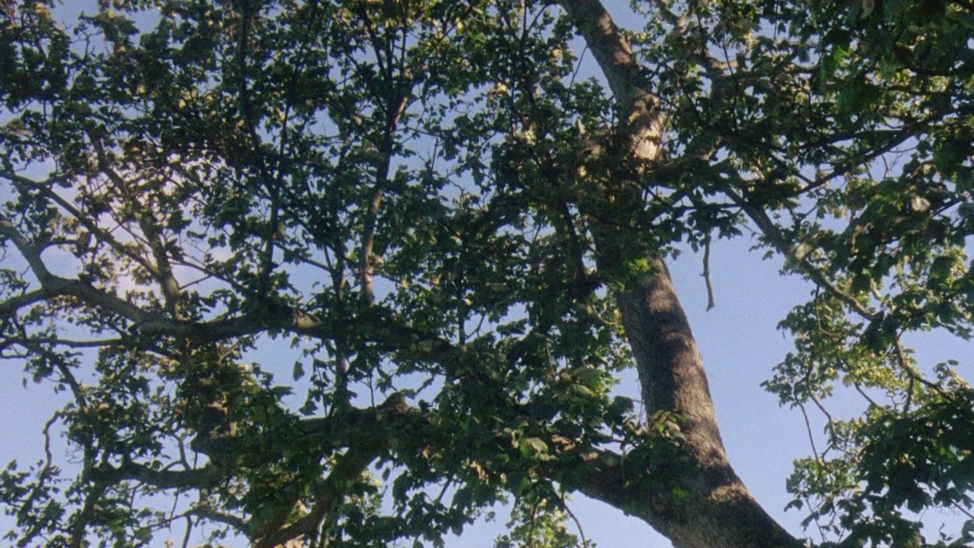 Robin Hood: Prince of Thieves (1991), wide, 1.78:1 — film still