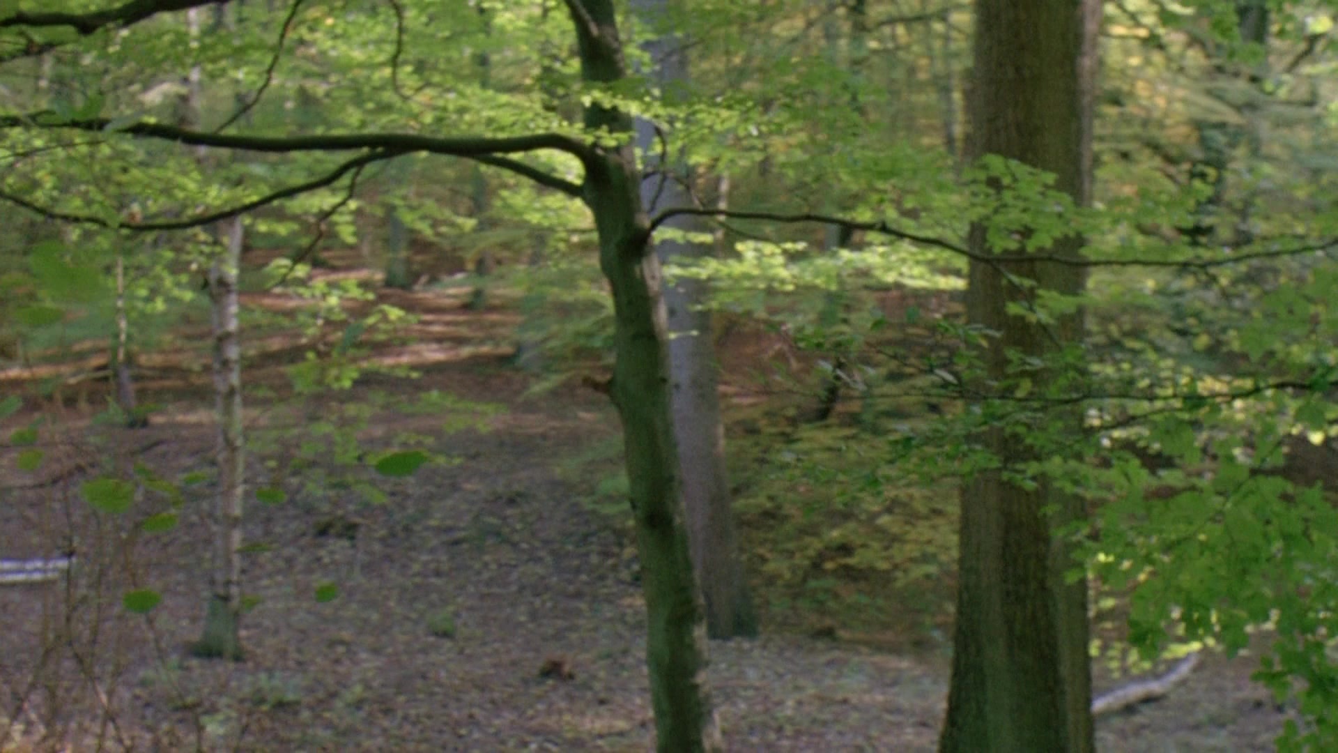 Robin Hood: Prince of Thieves (1991), wide, 1.78:1 — film still