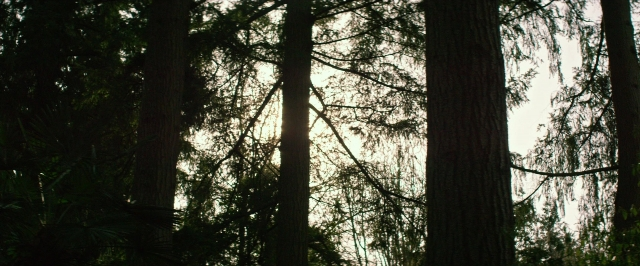 seria-321571.jpg