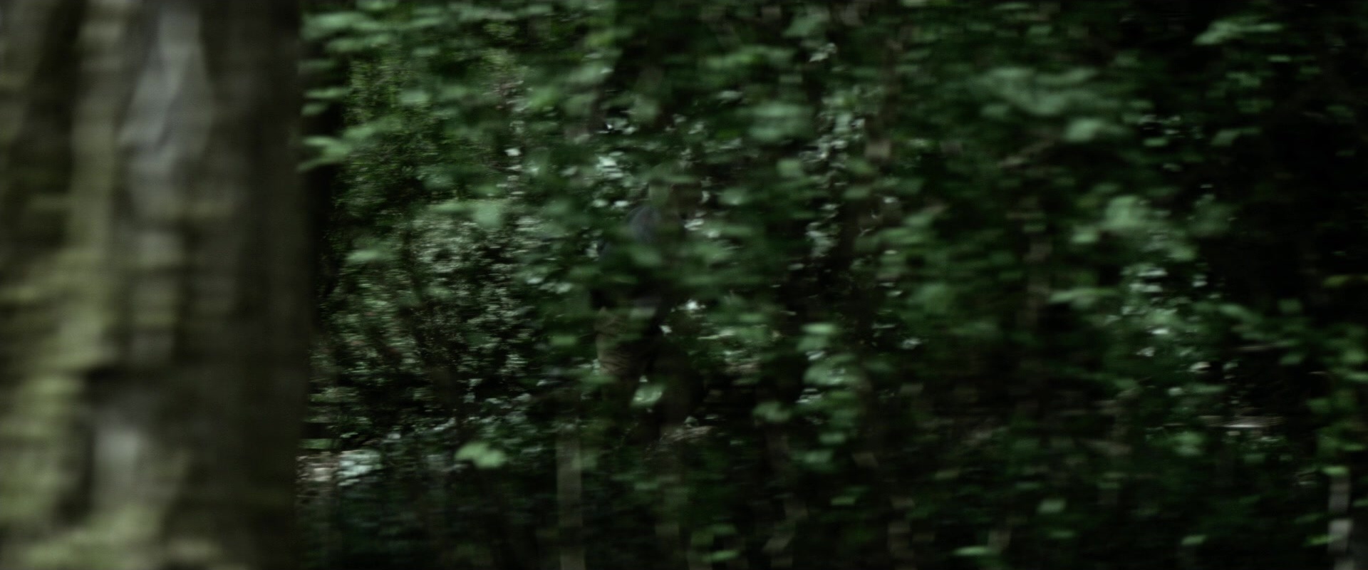 The Age of Adaline (2015), wide, 2.40:1 — film still