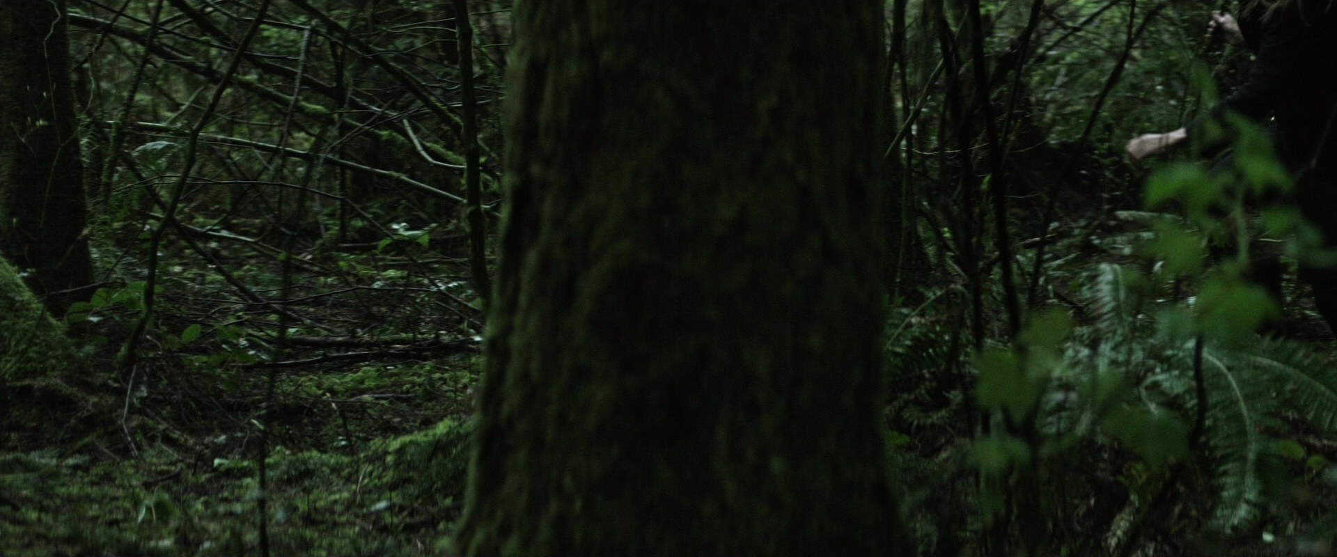The Age of Adaline (2015), wide, 2.40:1 — film still