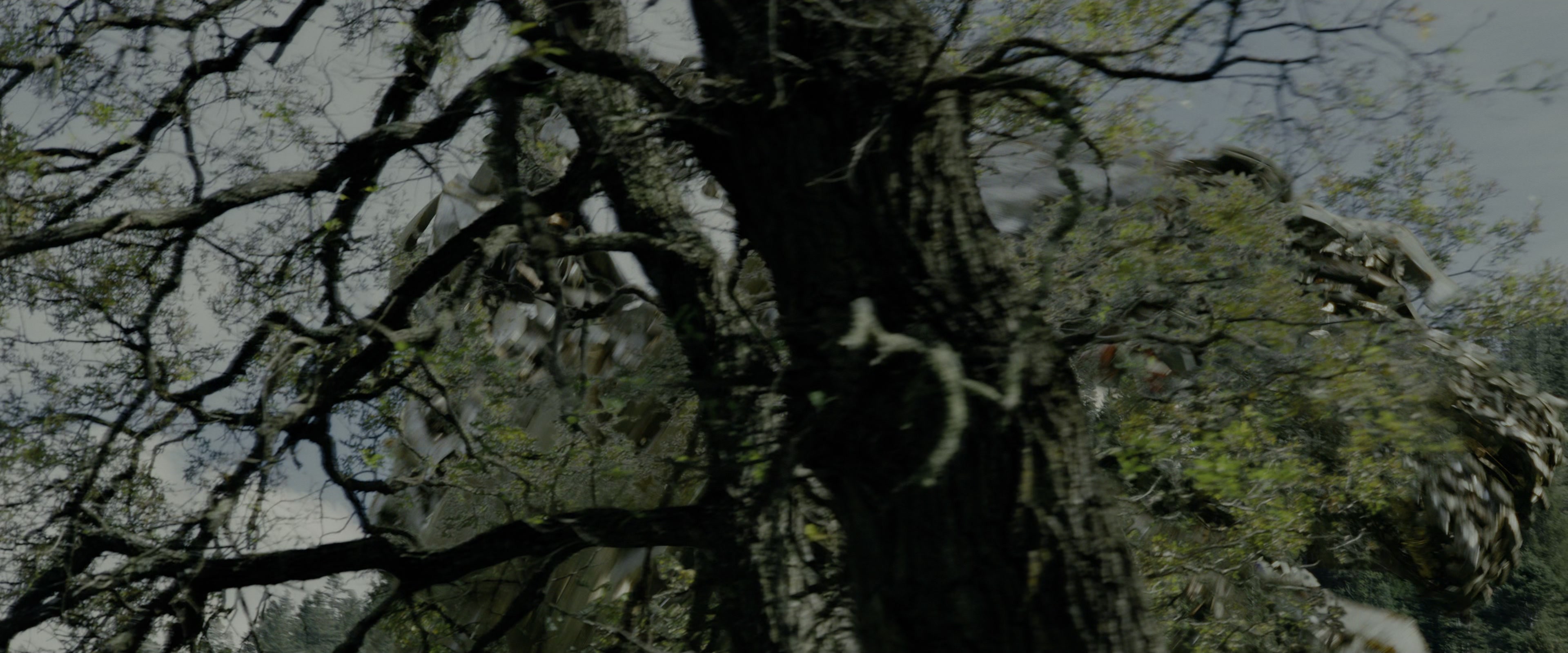 Transformers: Revenge of the Fallen (2009), wide, 2.40:1 — film still