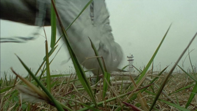 Wide shot frame from 964 Pinocchio — bird