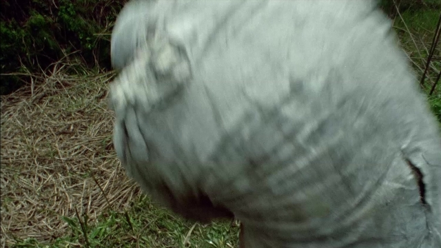 Wide shot frame from 964 Pinocchio — animal, bird