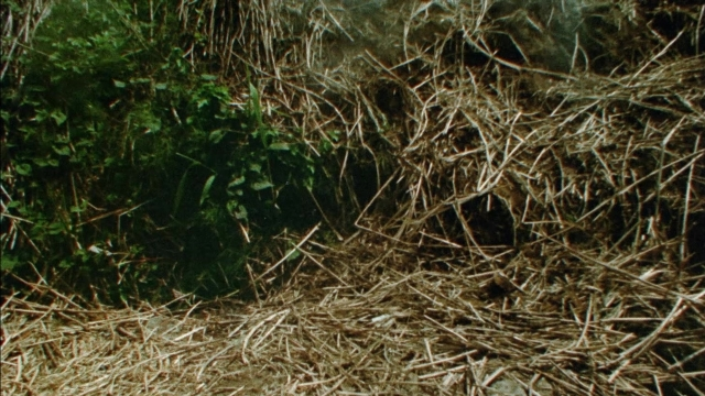 seria-558266.jpg