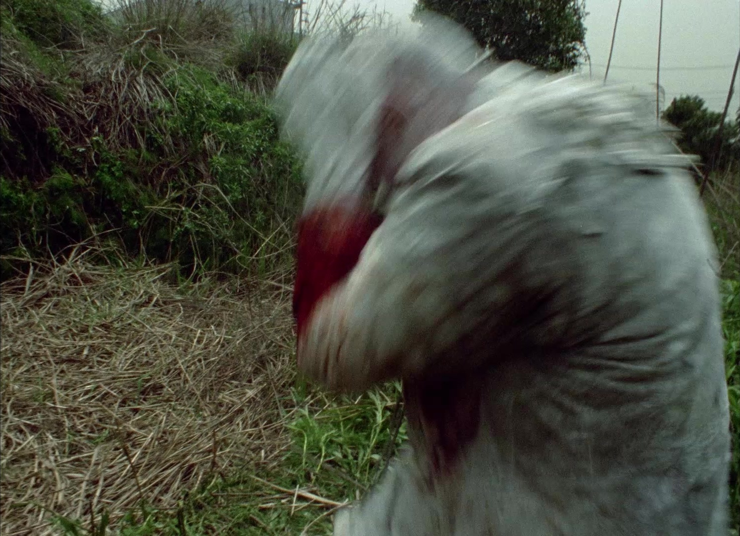 964 Pinocchio (1991), wide, 1.38:1 — film still
