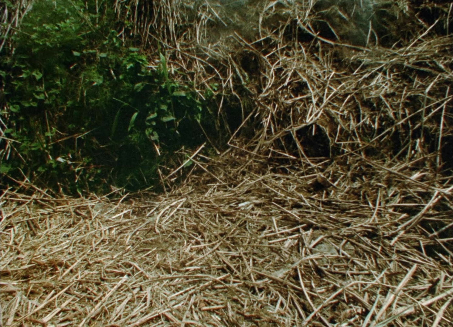 964 Pinocchio (1991), wide, 1.38:1 — film still