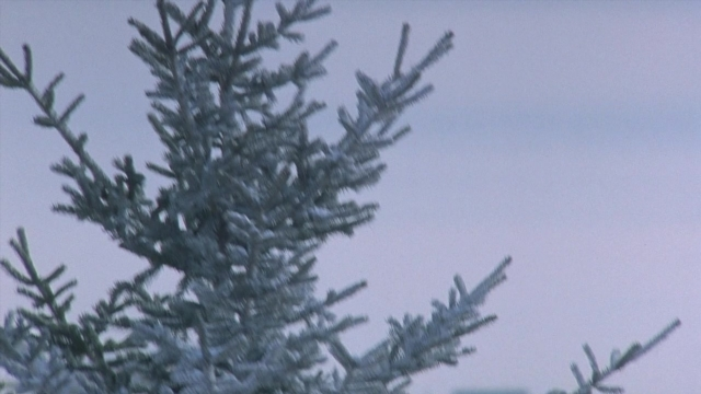 Wide shot frame from Cool Runnings — snow, christmas tree