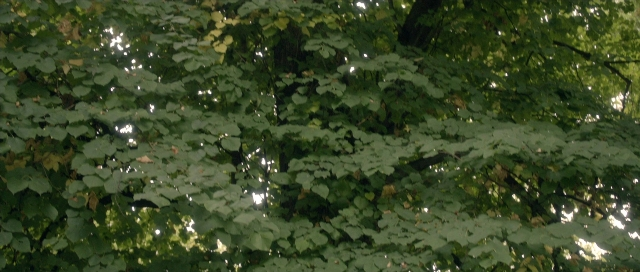 seria-188730.jpg