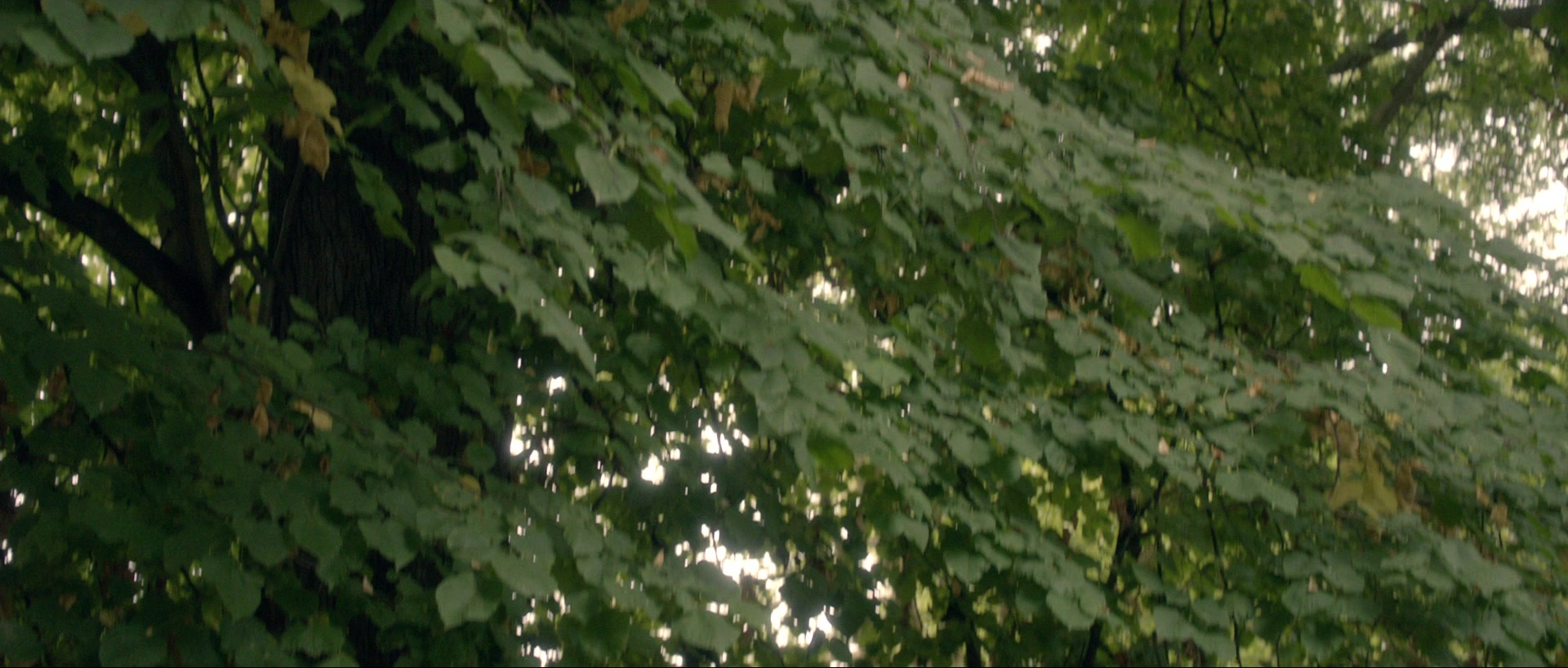 Nymphomaniac: Vol. I (2013), wide, 2.35:1 — film still