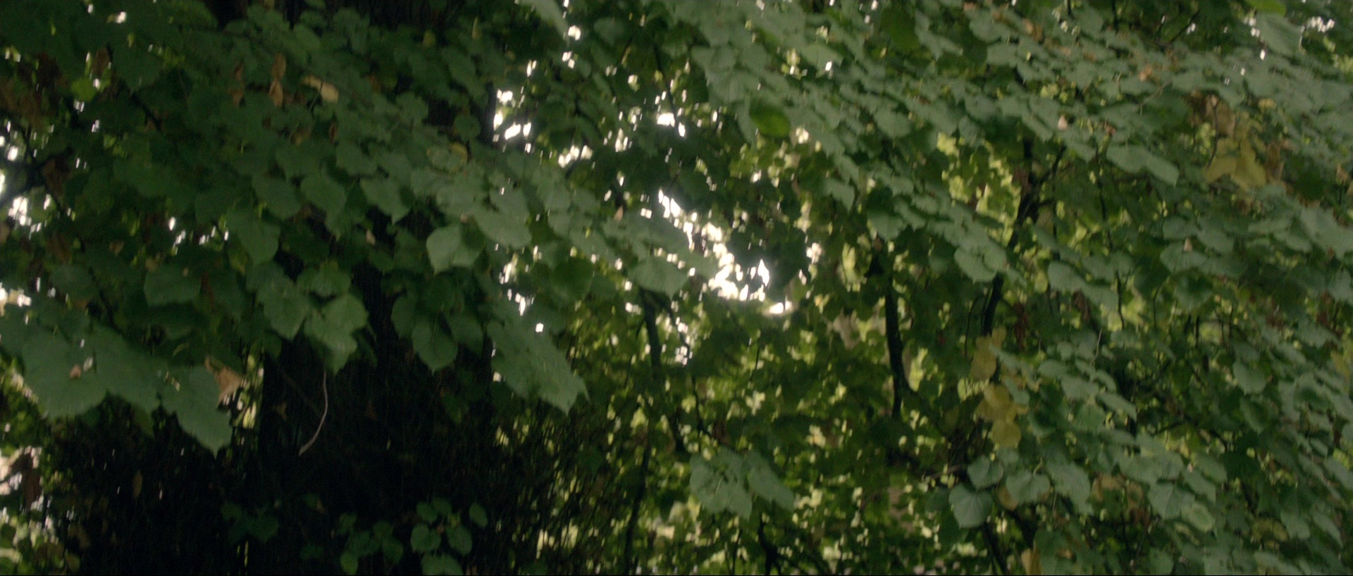 Nymphomaniac: Vol. I (2013), wide, 2.35:1 — film still