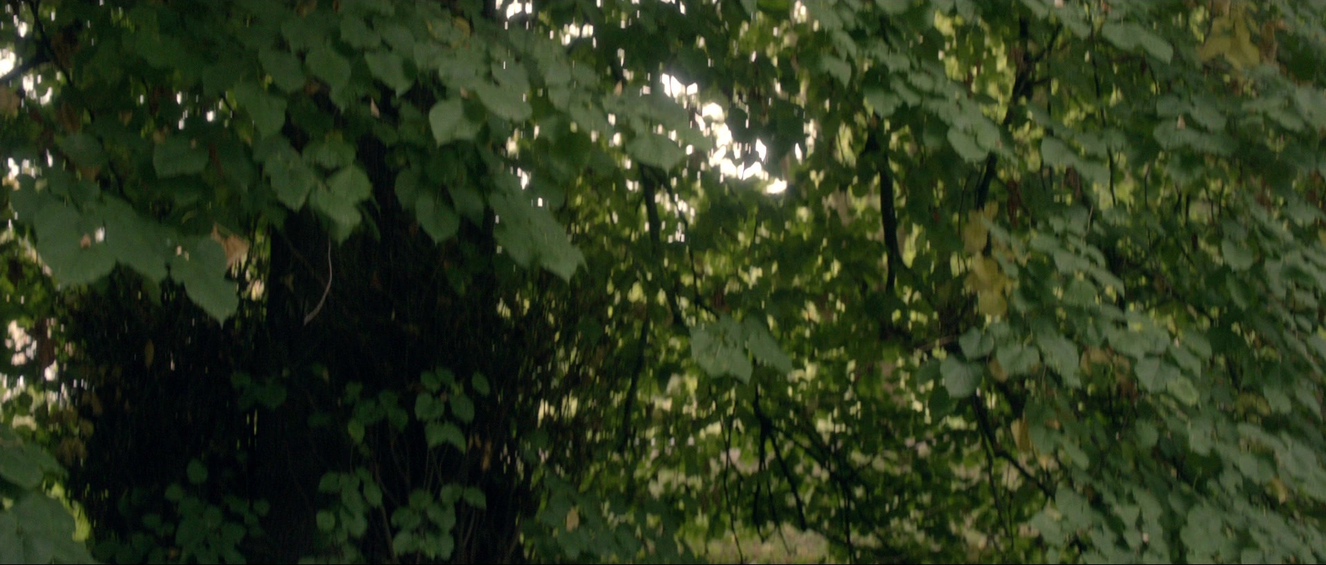 Nymphomaniac: Vol. I (2013), wide, 2.35:1 — film still