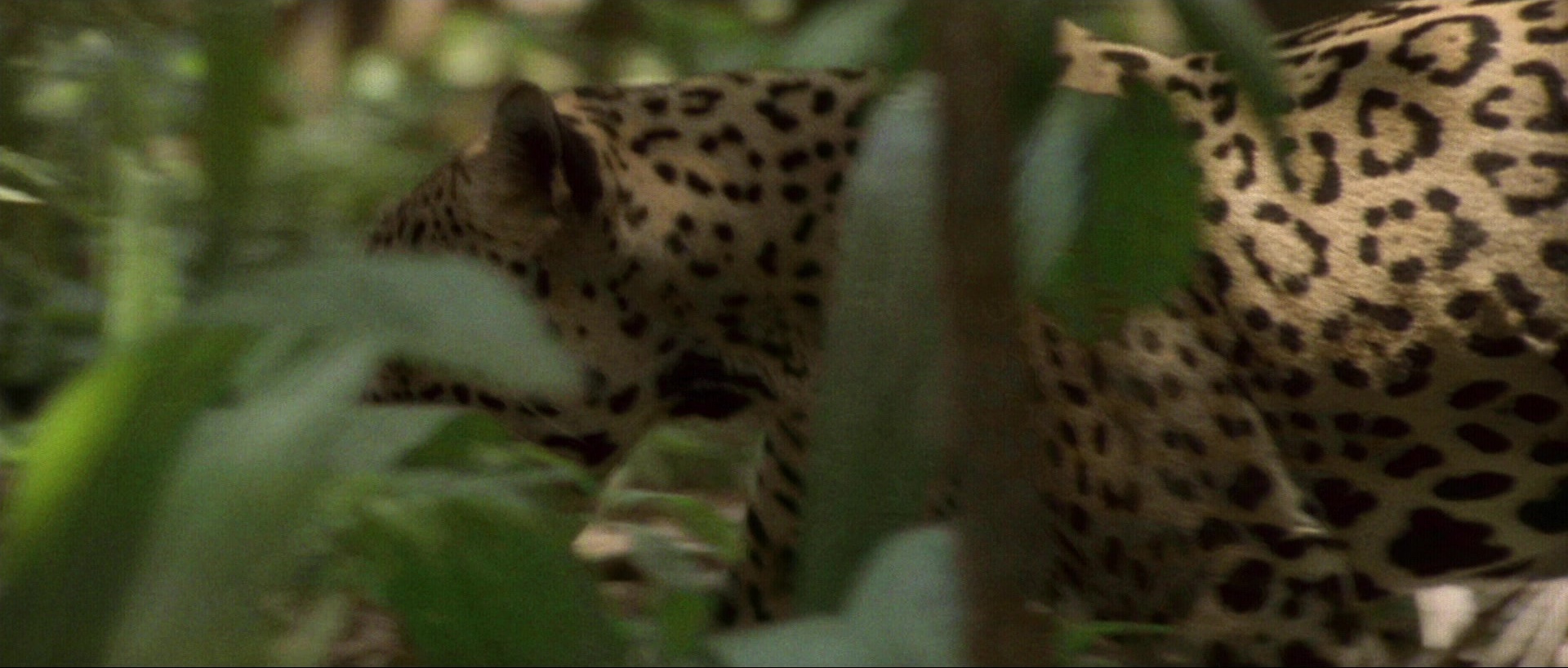 Nymphomaniac: Vol. I (2013), wide, 2.35:1 — film still