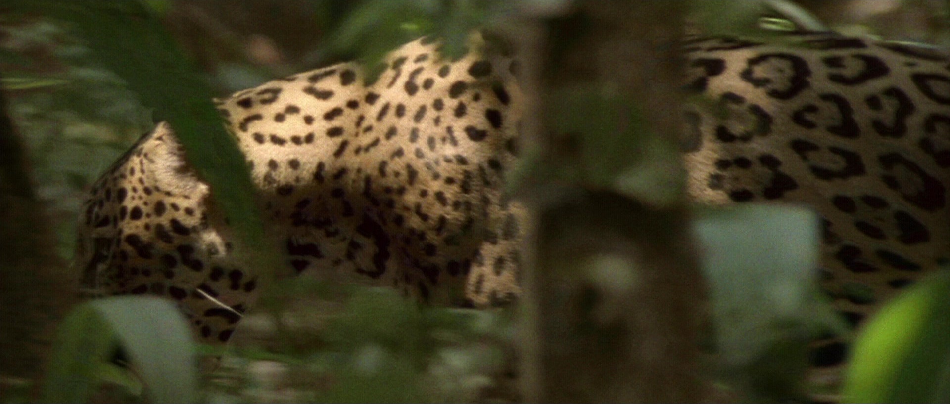Nymphomaniac: Vol. I (2013), wide, 2.35:1 — film still