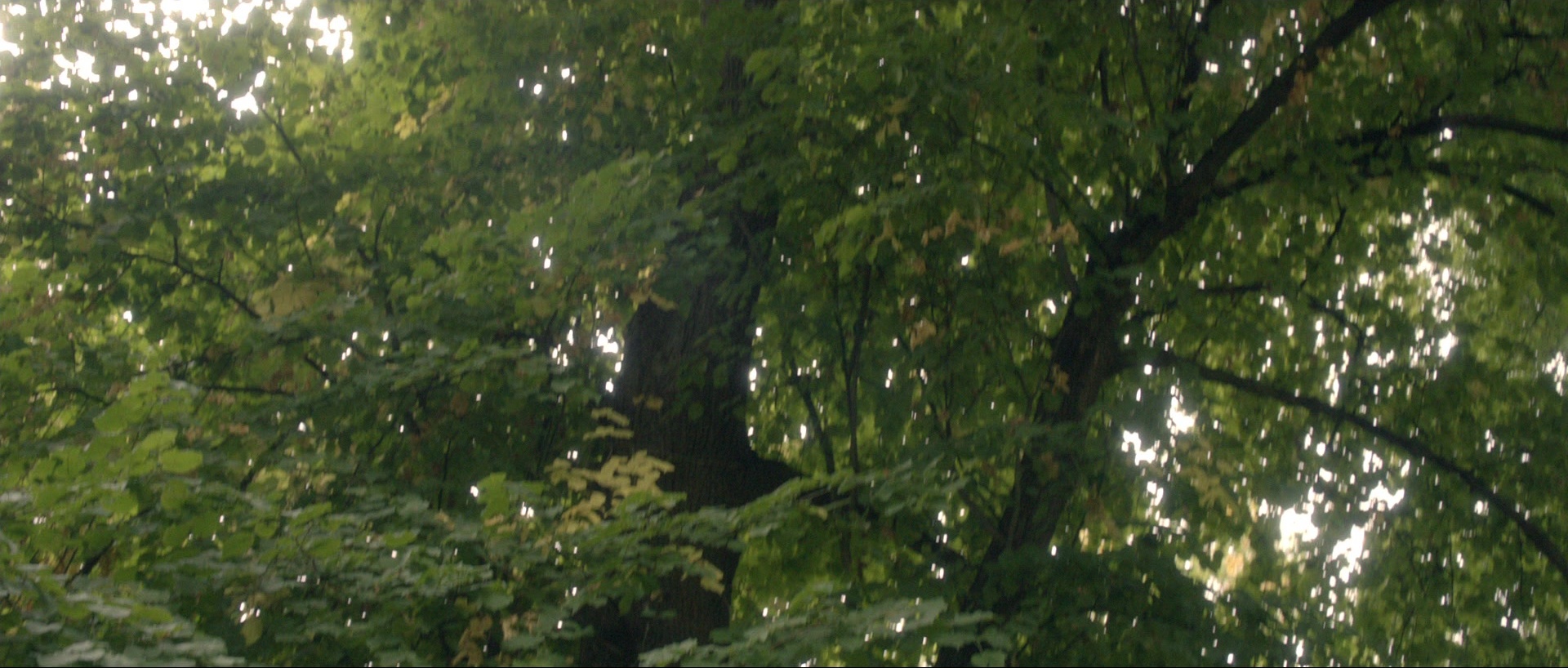 Nymphomaniac: Vol. I (2013), wide, 2.35:1 — film still