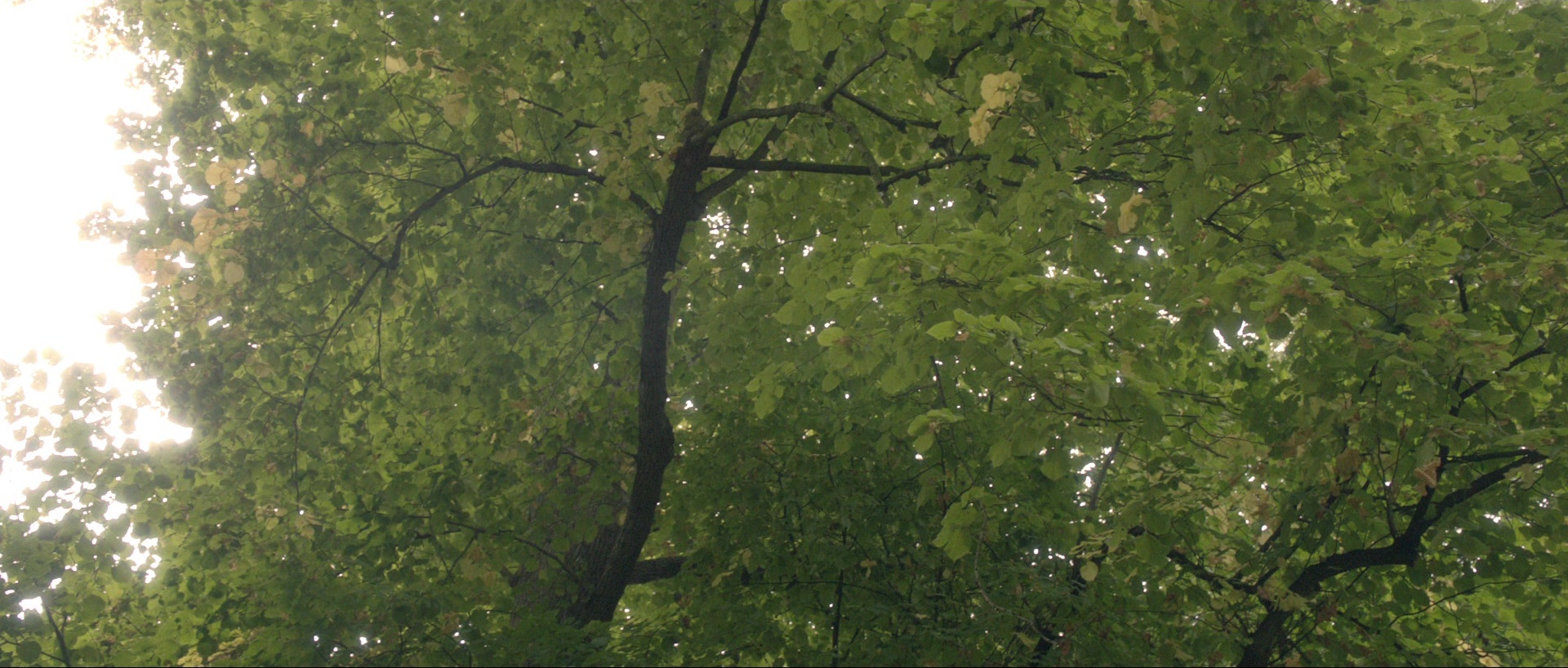 Nymphomaniac: Vol. I (2013), wide, 2.35:1 — film still