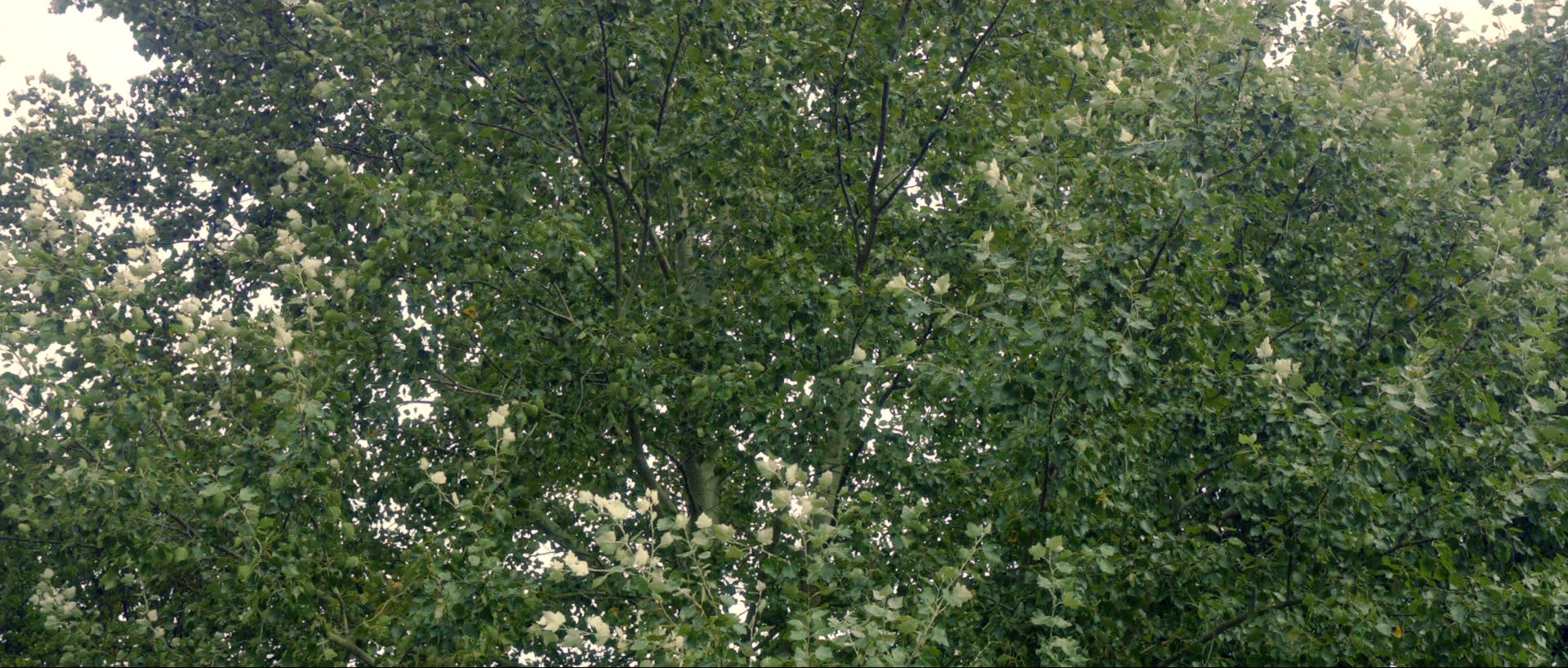 Nymphomaniac: Vol. I (2013), wide, 2.35:1 — film still