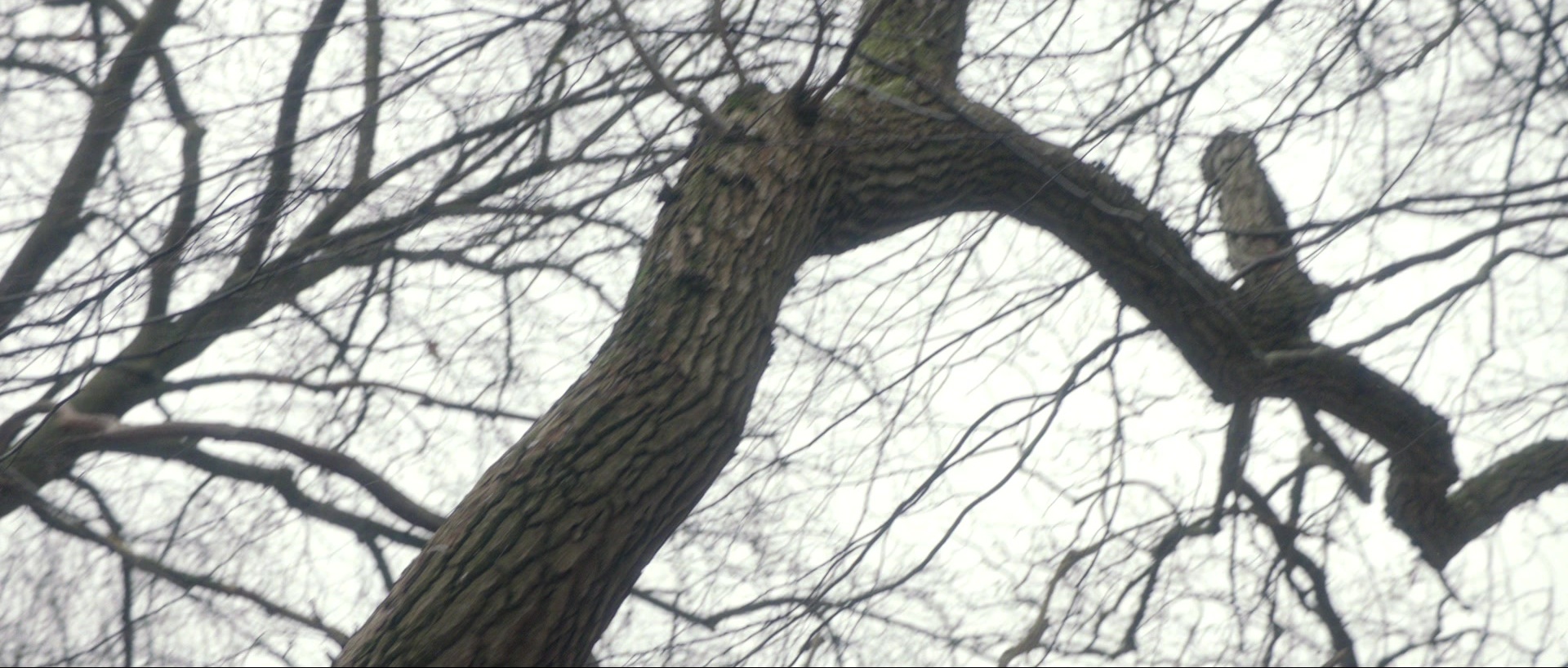 Nymphomaniac: Vol. I (2013), wide, 2.35:1 — film still