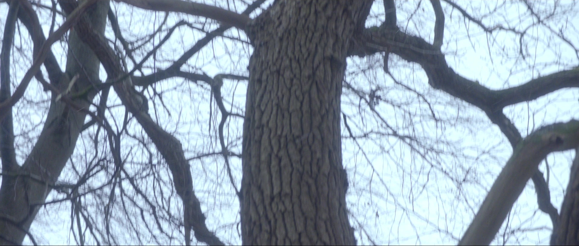 Nymphomaniac: Vol. II (2013), wide, 2.35:1 — film still