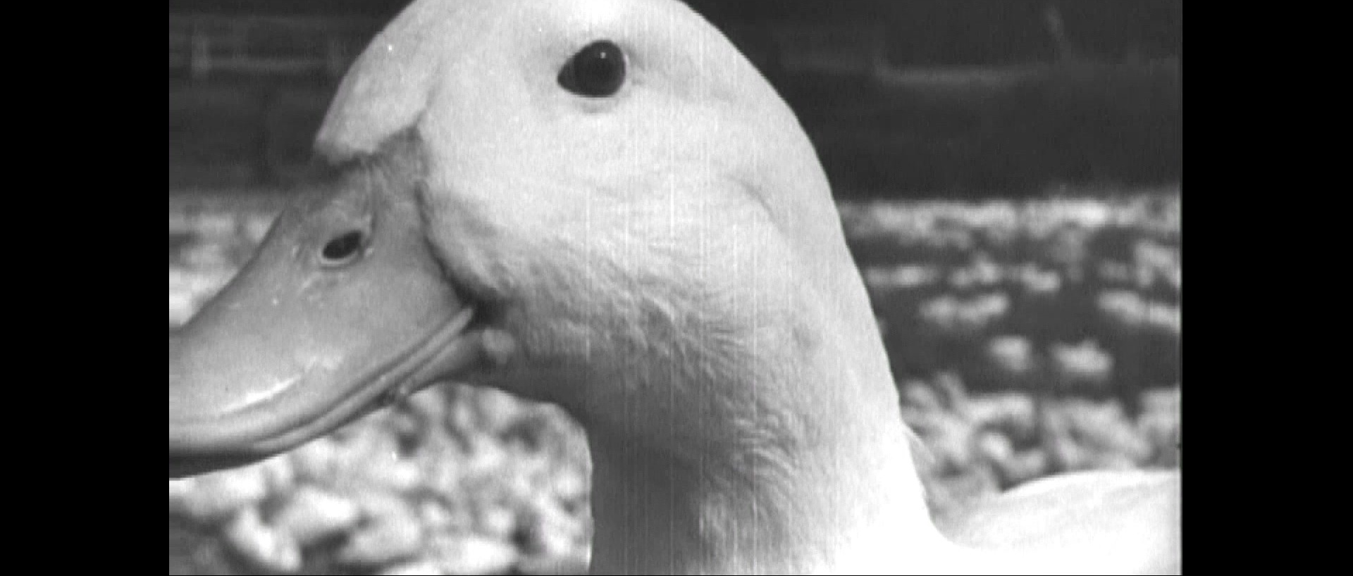 Nymphomaniac: Vol. II (2013), wide, 2.35:1 — film still