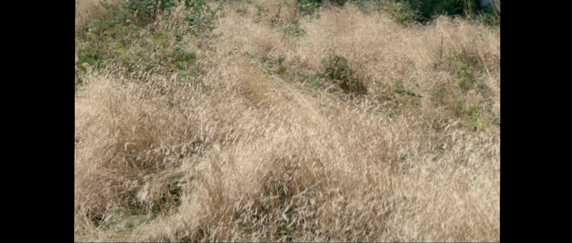Nymphomaniac: Vol. II (2013), wide, 2.35:1 — film still