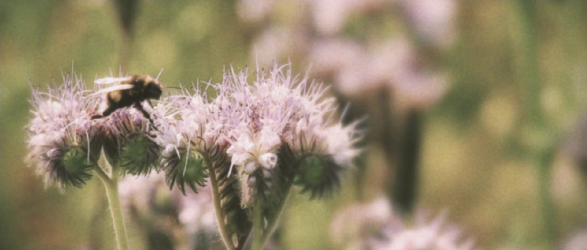 Nymphomaniac: Vol. II (2013), wide, 2.35:1 — film still