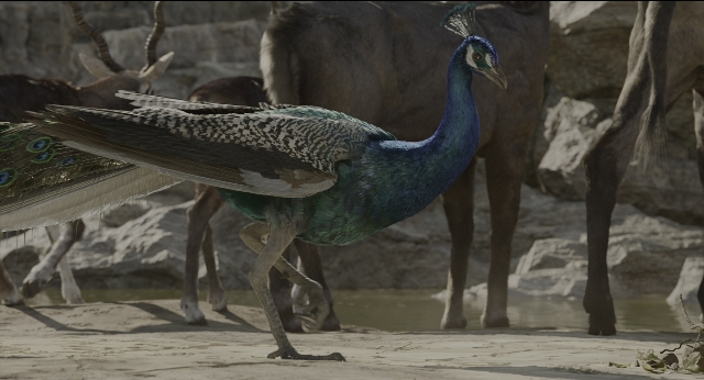 Wide shot frame from The Jungle Book — walking, water, bird
