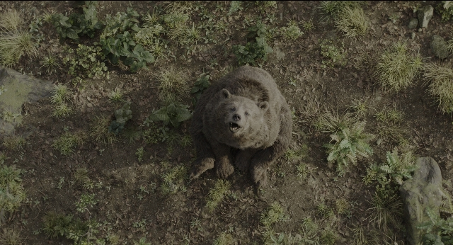 Wide shot frame from The Jungle Book — sitting, bird, bear