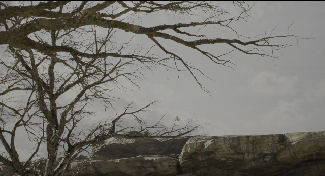Wide shot frame from The Jungle Book — standing, bird