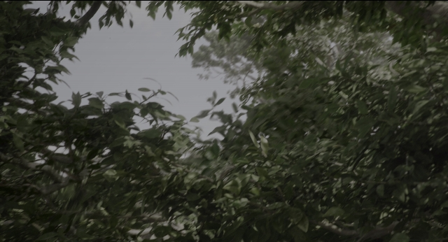 Wide shot frame from The Jungle Book — bird