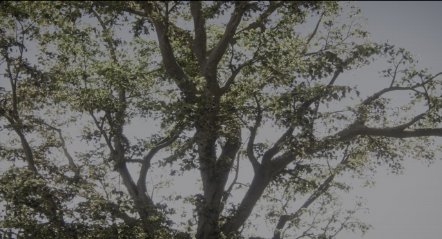 Wide shot frame from The Jungle Book — action, show, subject