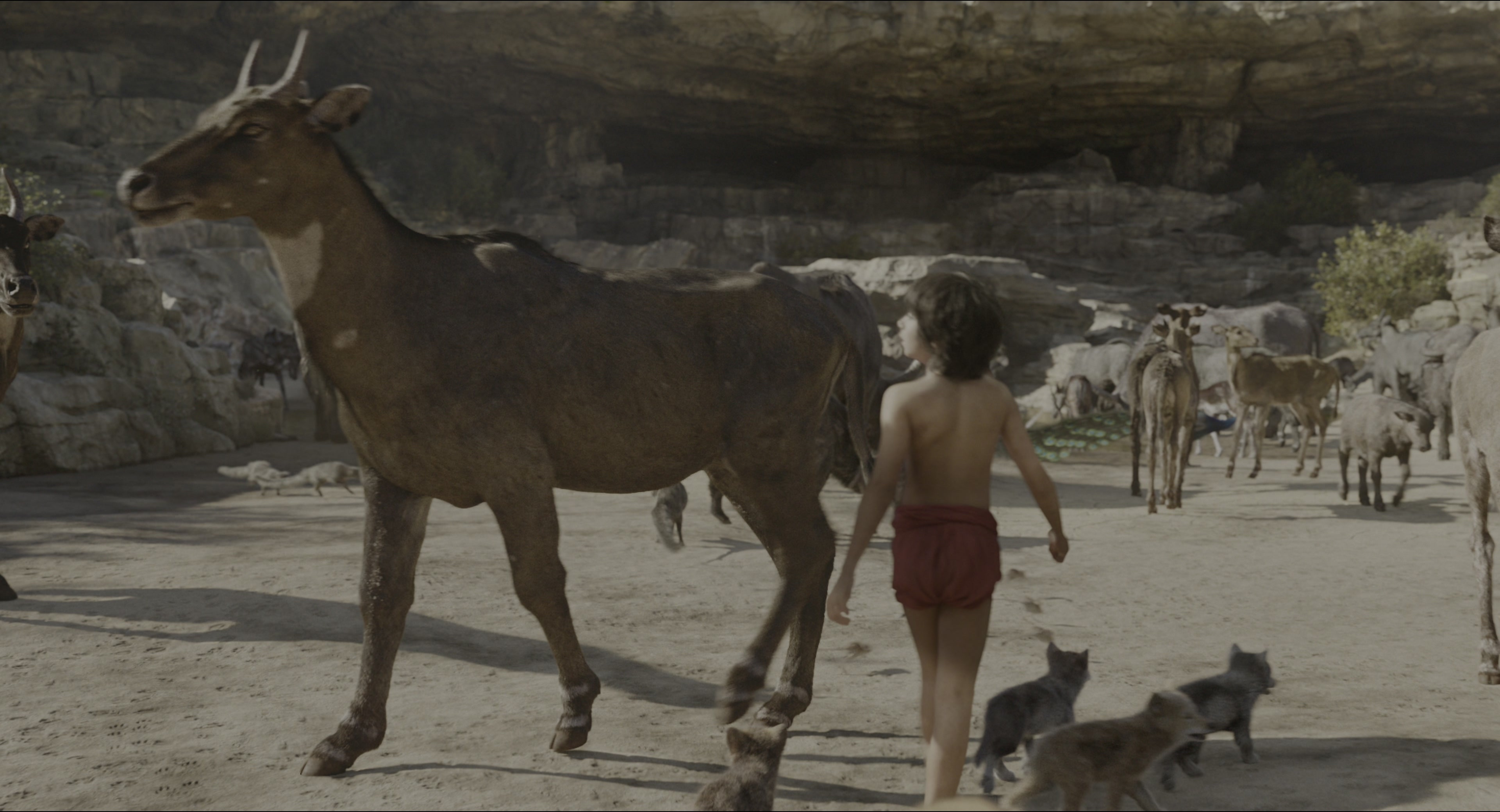 The Jungle Book (2016), wide, 1.85:1 — film still