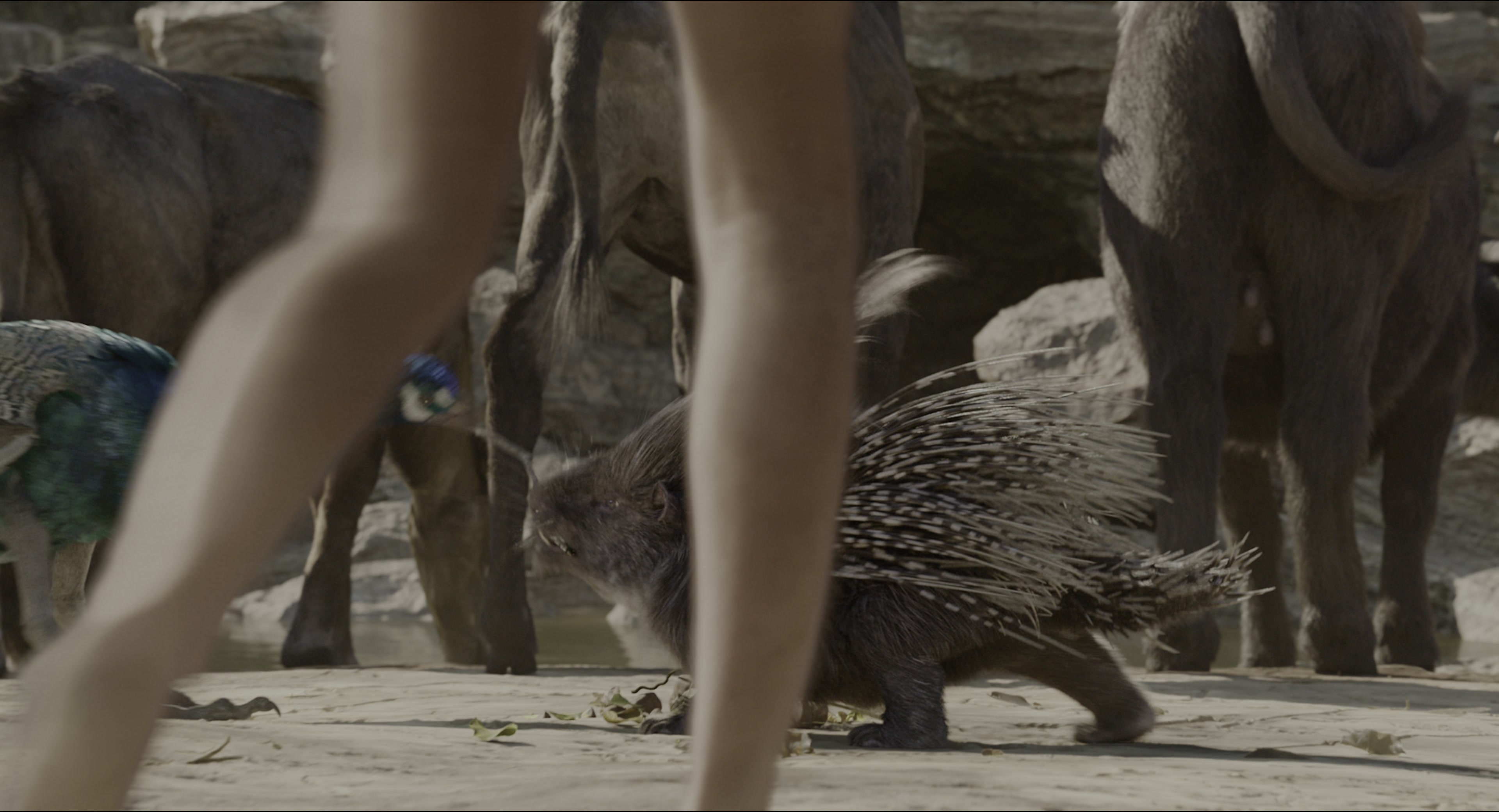 The Jungle Book (2016), wide, 1.85:1 — film still