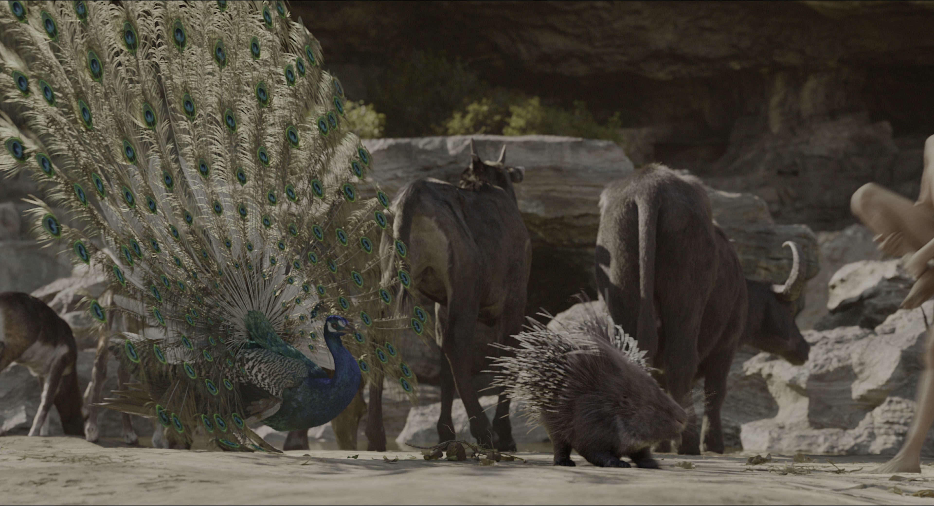 The Jungle Book (2016), wide, 1.85:1 — film still