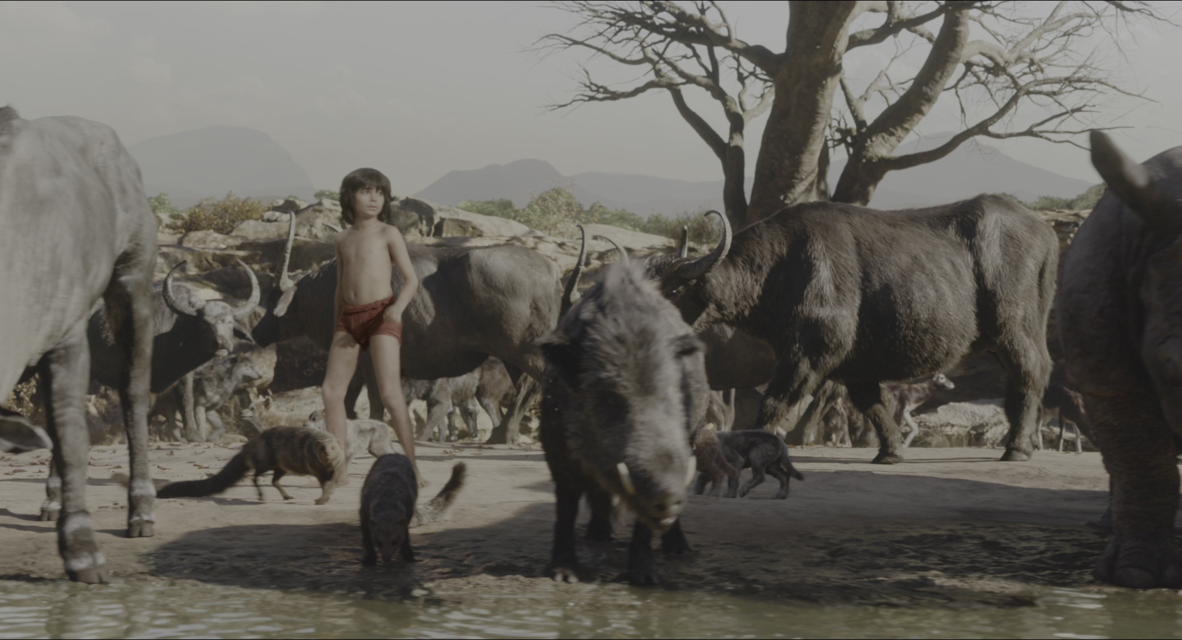The Jungle Book (2016), wide, 1.85:1 — film still