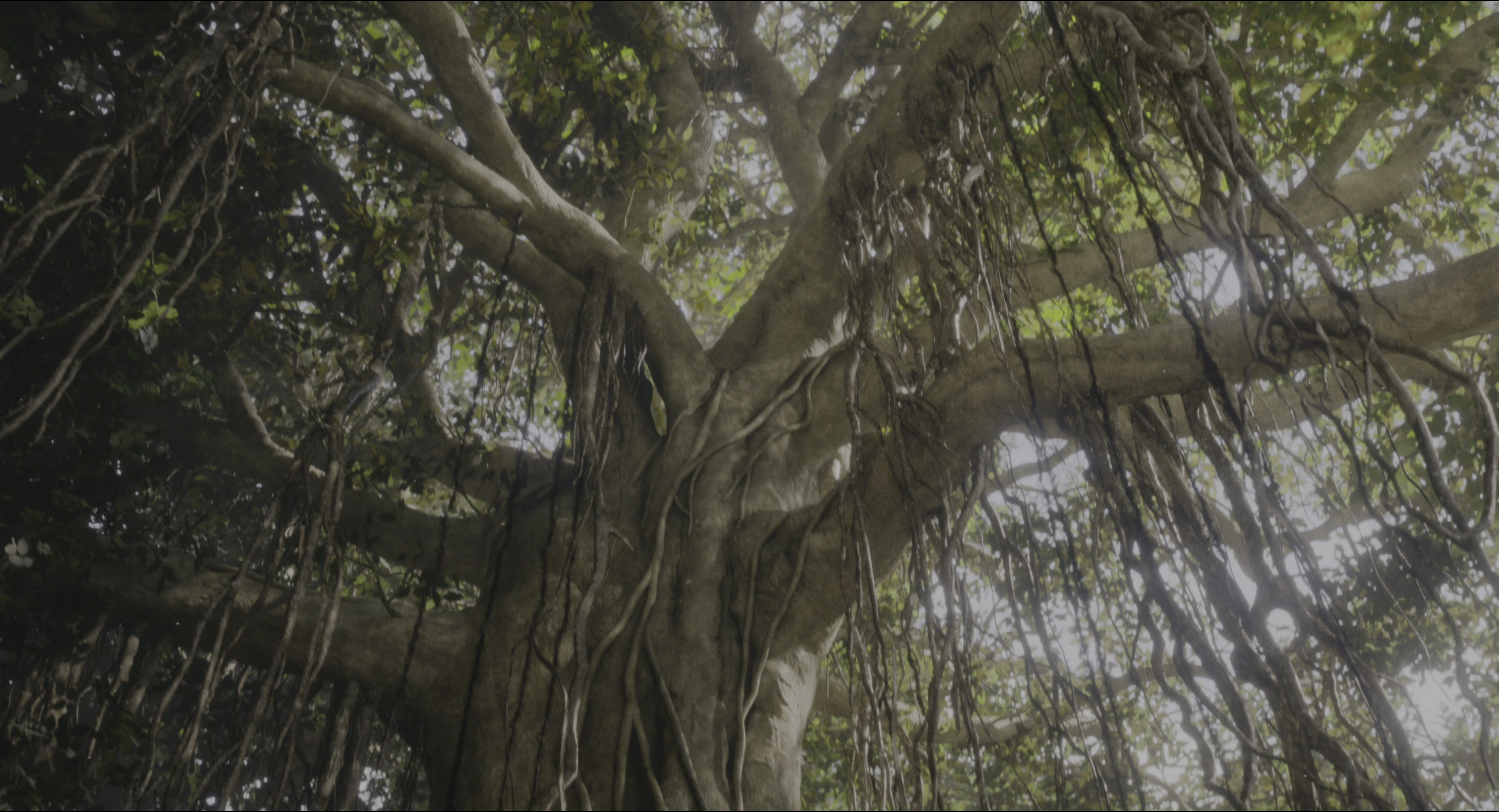 The Jungle Book (2016), wide, 1.85:1 — film still