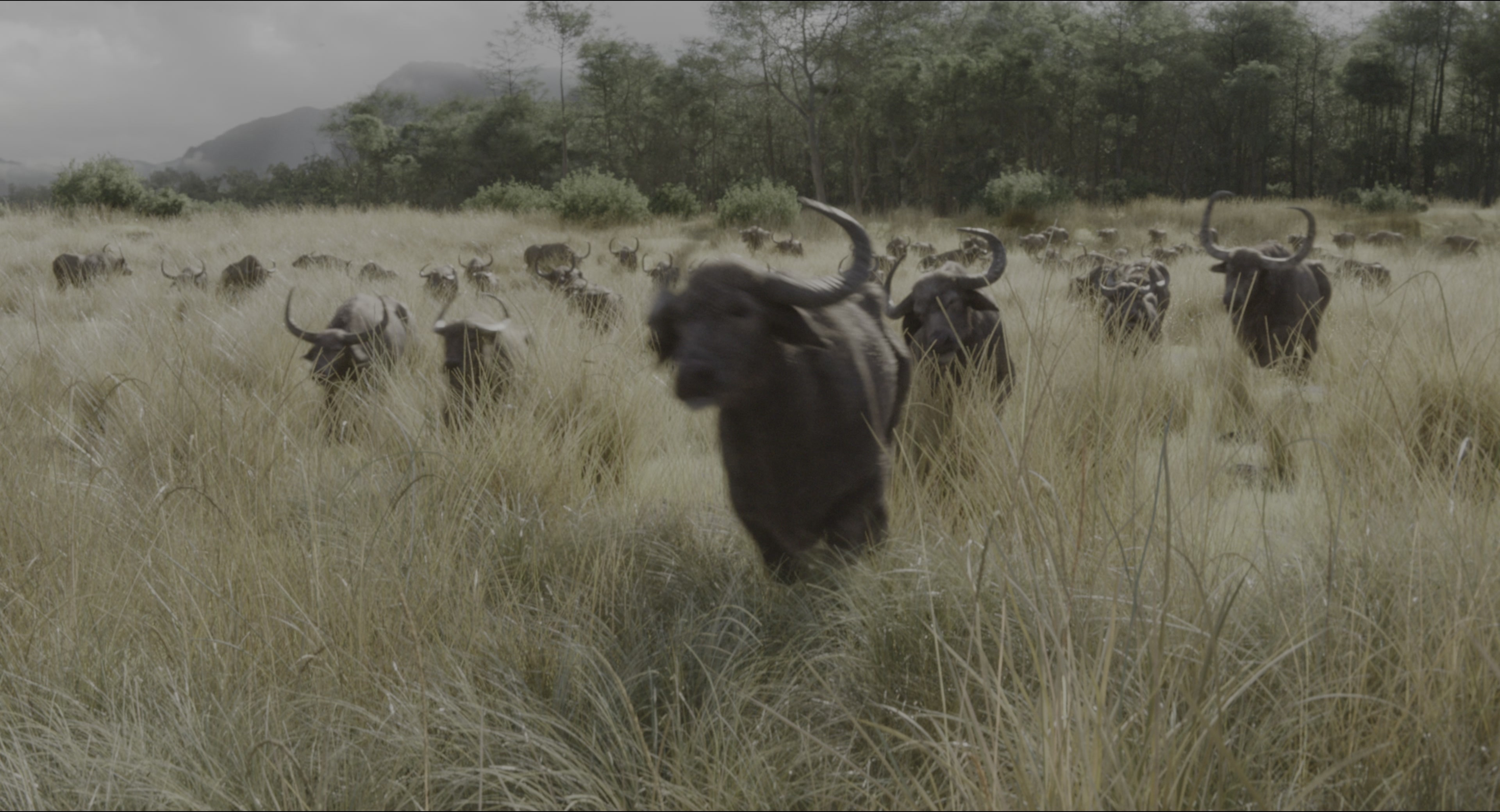 The Jungle Book (2016), wide, 1.85:1 — film still