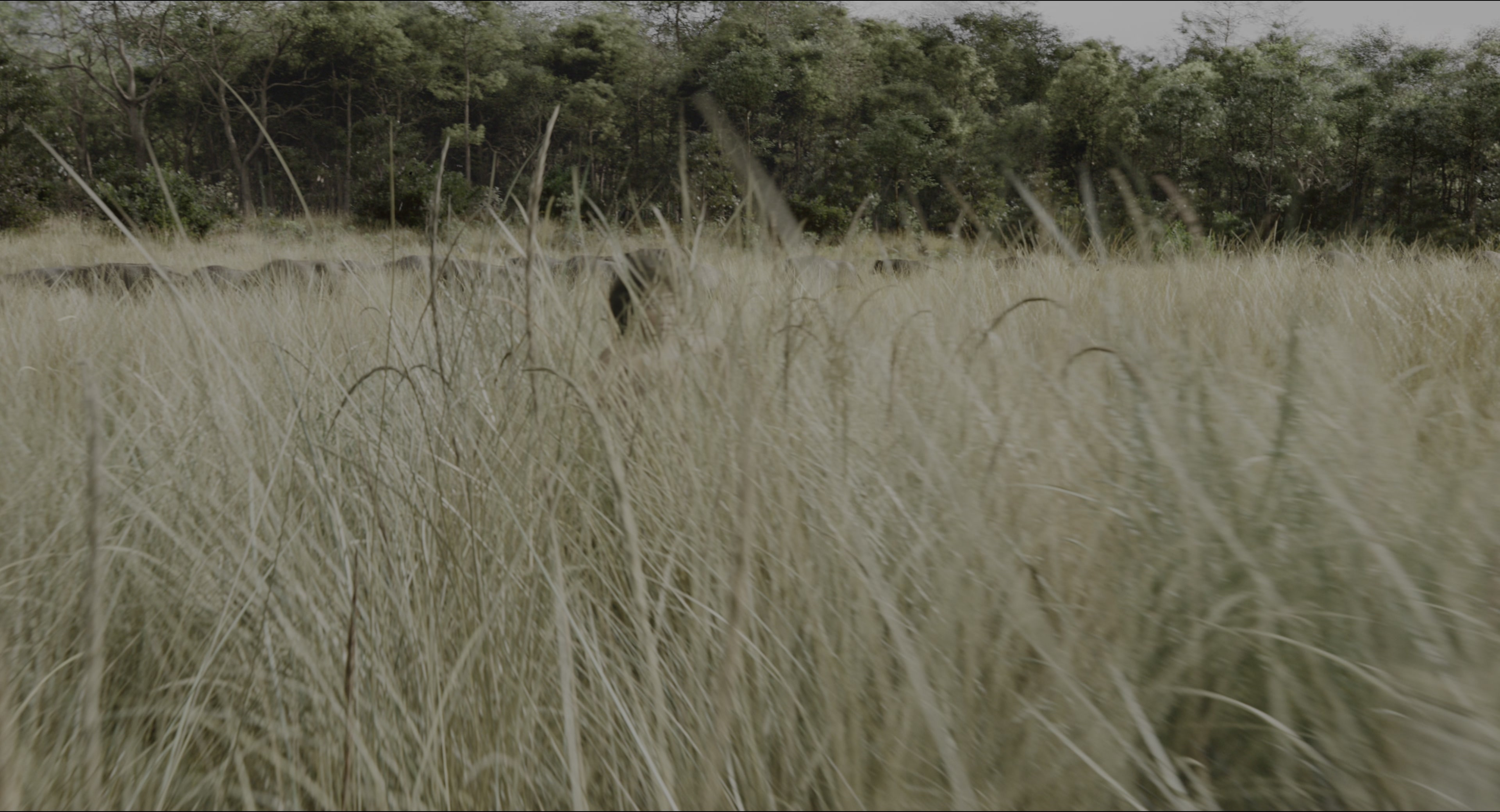 The Jungle Book (2016), wide, 1.85:1 — film still
