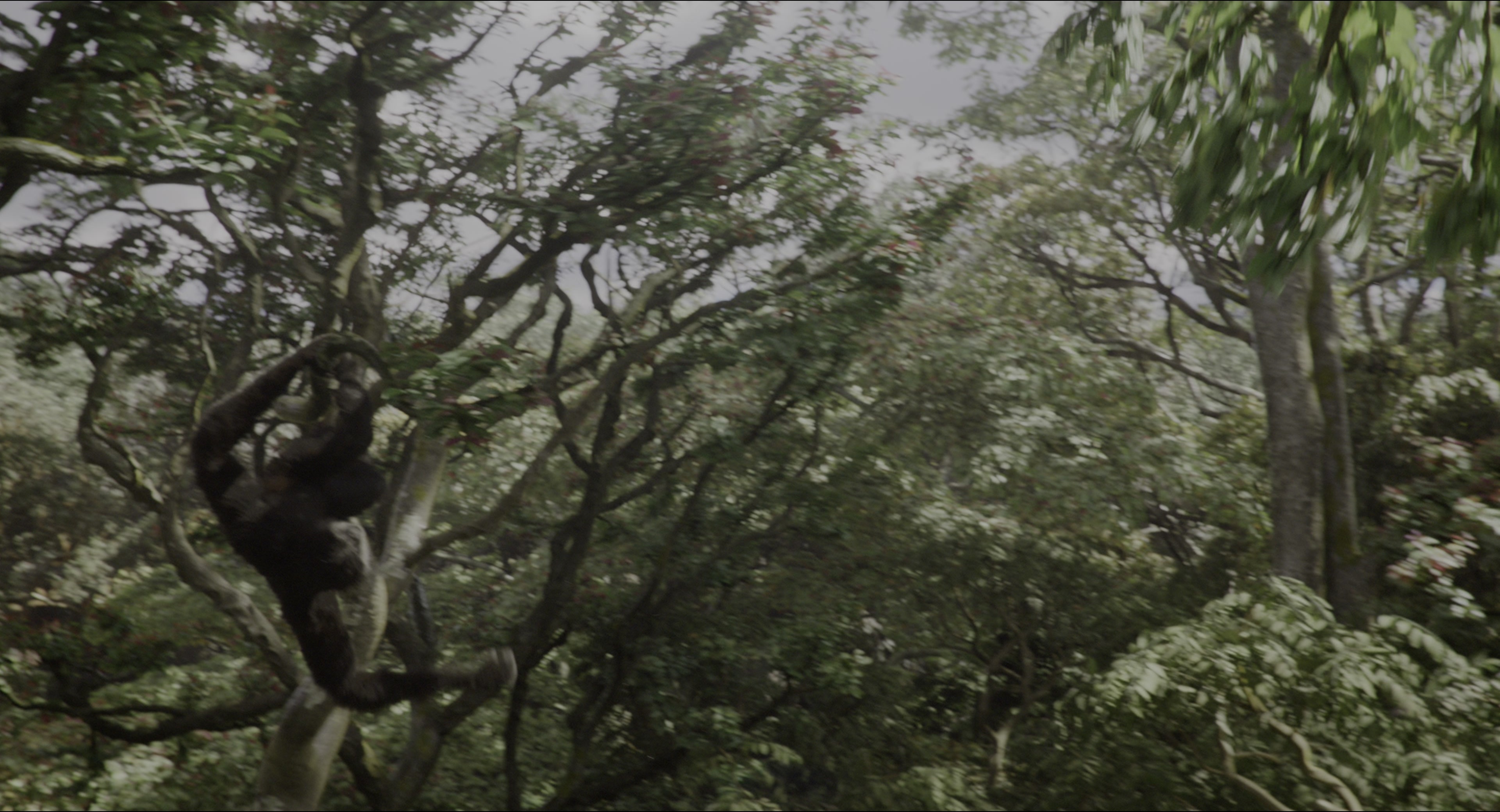 The Jungle Book (2016), wide, 1.85:1 — film still
