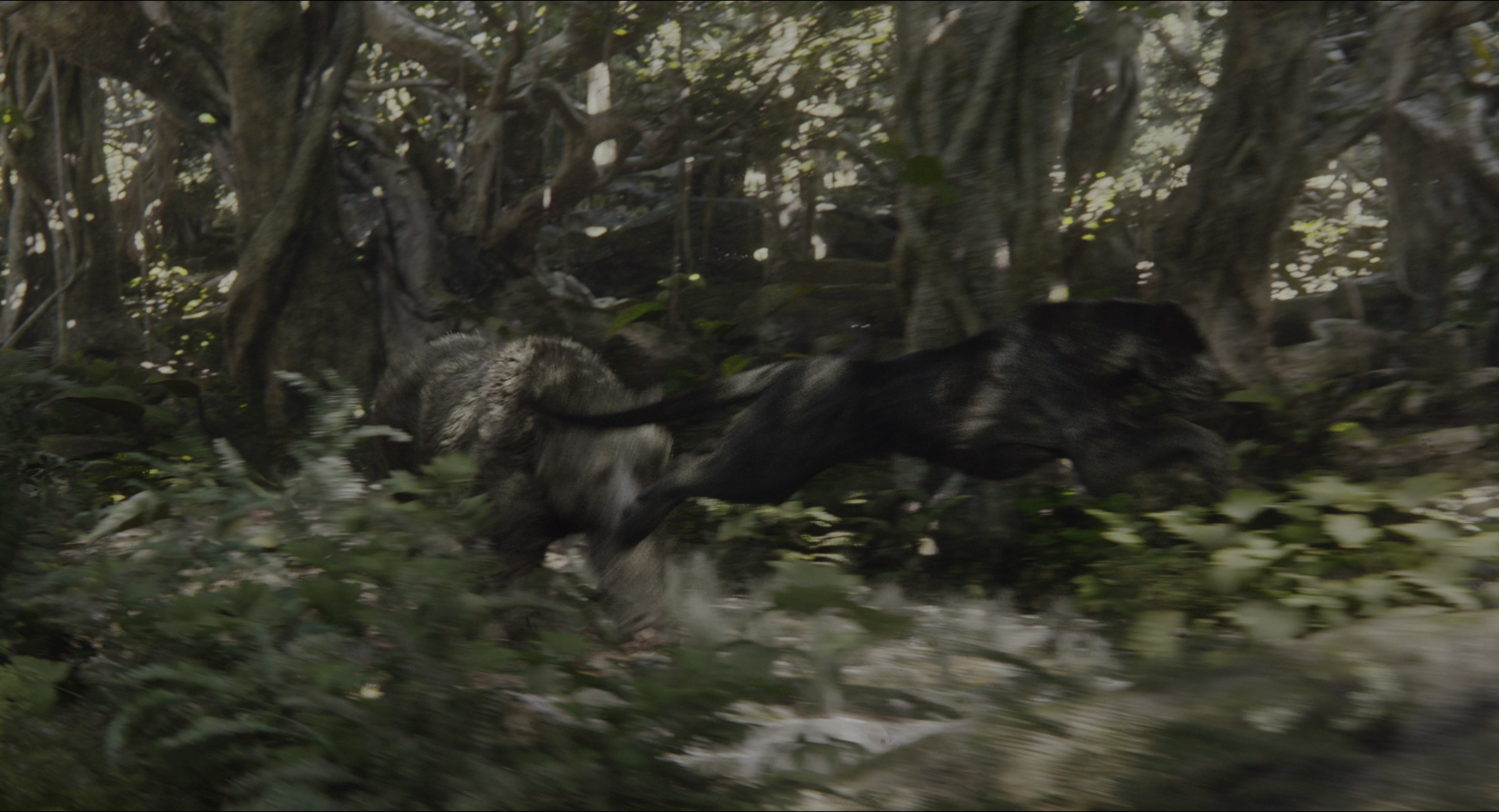 The Jungle Book (2016), wide, 1.85:1 — film still