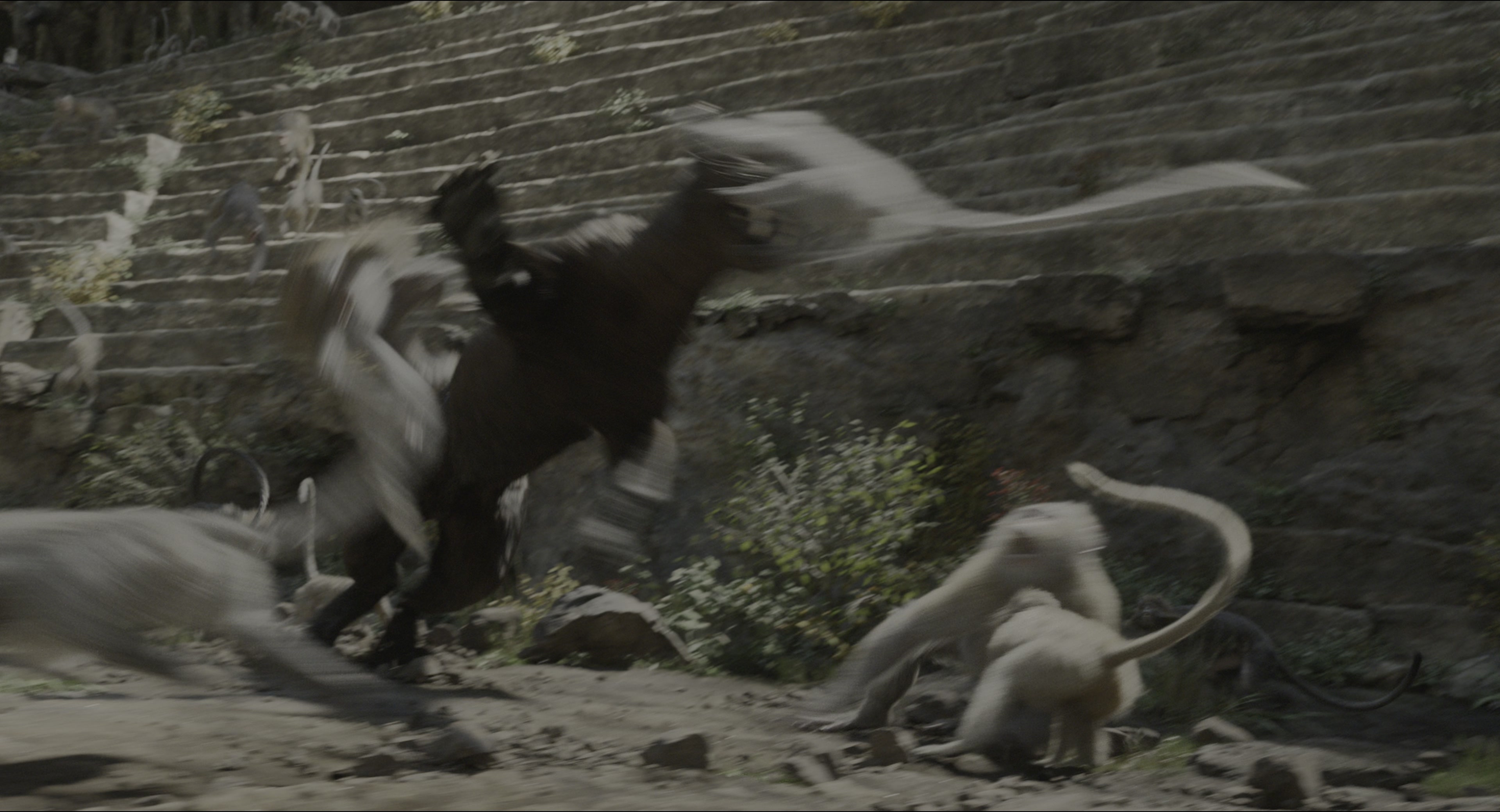 The Jungle Book (2016), wide, 1.85:1 — film still